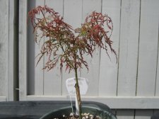 Acer Palmatum - Baby Lace3.01.jpg