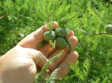 immature cones leaves.jpg