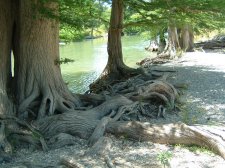 tangled roots.jpg