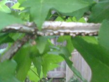 tree8.jpg