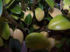 plant.jpg