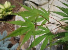 IMG_1522.jpg