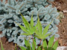 IMG_1521.jpg