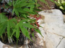 IMG_1518.jpg