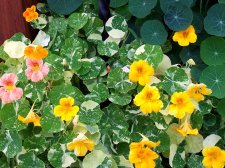 nasturtium2.jpg