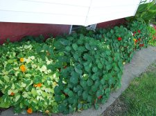 nasturtium4.jpg