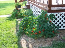 nasturtium3.jpg