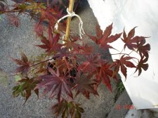 New Plants 6-14 010.jpg
