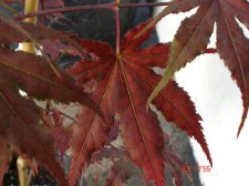 New Plants 6-14 012.jpg