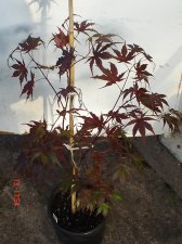 New Plants 6-14 009.jpg