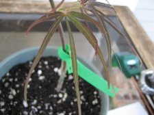 Acer Palmatum - Red Pygmy3.jpg