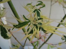 IMG_1780.jpg