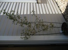IMG_1776.jpg