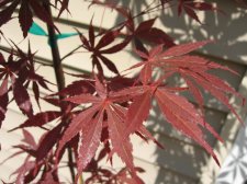 IMG_1567.jpg