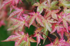 DSC_0011.jpg