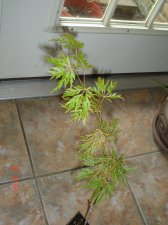 New Plants 6-14 001.jpg
