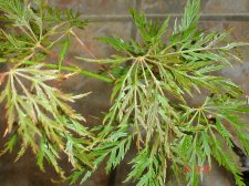 New Plants 6-14 002.jpg