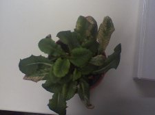 plant.jpg