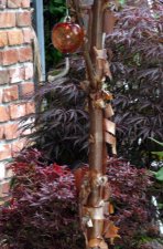 IMG_0421.jpg