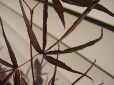 IMG_1799.jpg