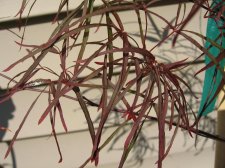 IMG_1800.jpg