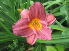 IMG_3783.jpg