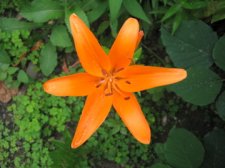 IMG_3786.jpg
