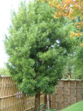 podocarpus.jpg