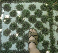 Brass button flooring.jpg