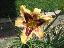 IMG_3810.jpg