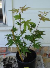 Maples assorted dates 029.jpg