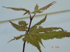 Maples assorted dates 034.jpg