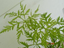 Maples 7.17 003.jpg