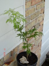 Maples 7.17 015.jpg