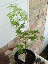 Maples 7.17 016.jpg