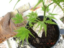 Maples 7.17 021.jpg