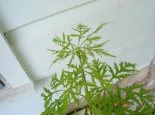 Maples 7.17 022.jpg
