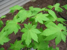 IMG_2055.jpg