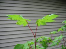 IMG_2056.jpg