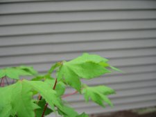 IMG_2057.jpg