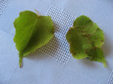 Copy of IMG_1036.jpg