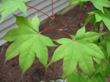 IMG_2081.jpg