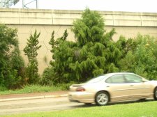 weeping juniper 1.jpg
