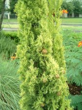 cypress cones close.jpg