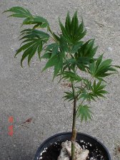 New plants 7.30 024.jpg