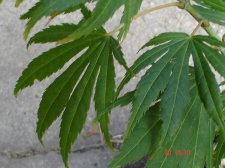 New plants 7.30 025.jpg
