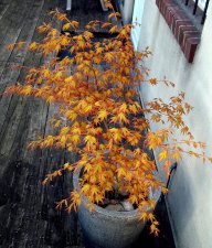 katsura pot.jpg