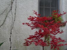 Amber Ghost spring.jpg