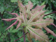 Amber Ghost new growth 7-08.jpg