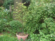 Amber Ghost leafing out again in June.jpg